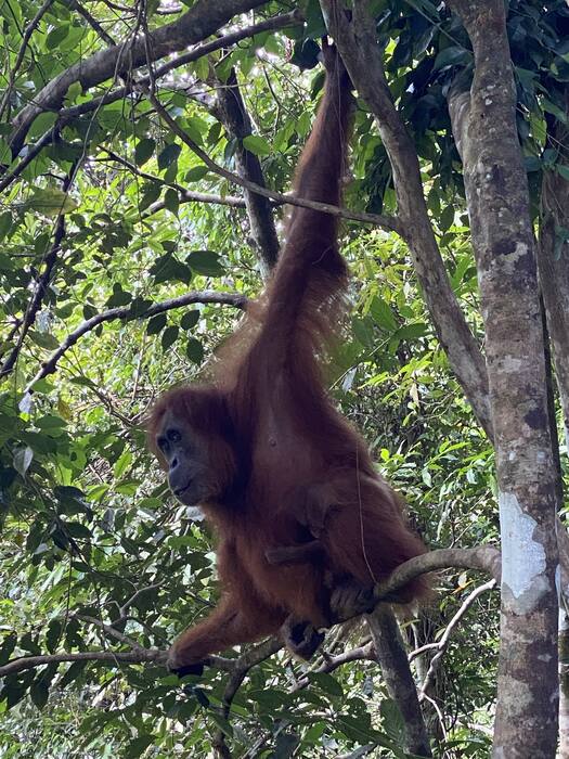 Orangutan sumatrzański